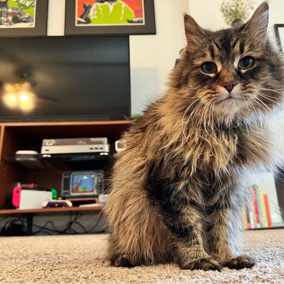 Meet Sarah!! ๐ค - Picture 3 of 6